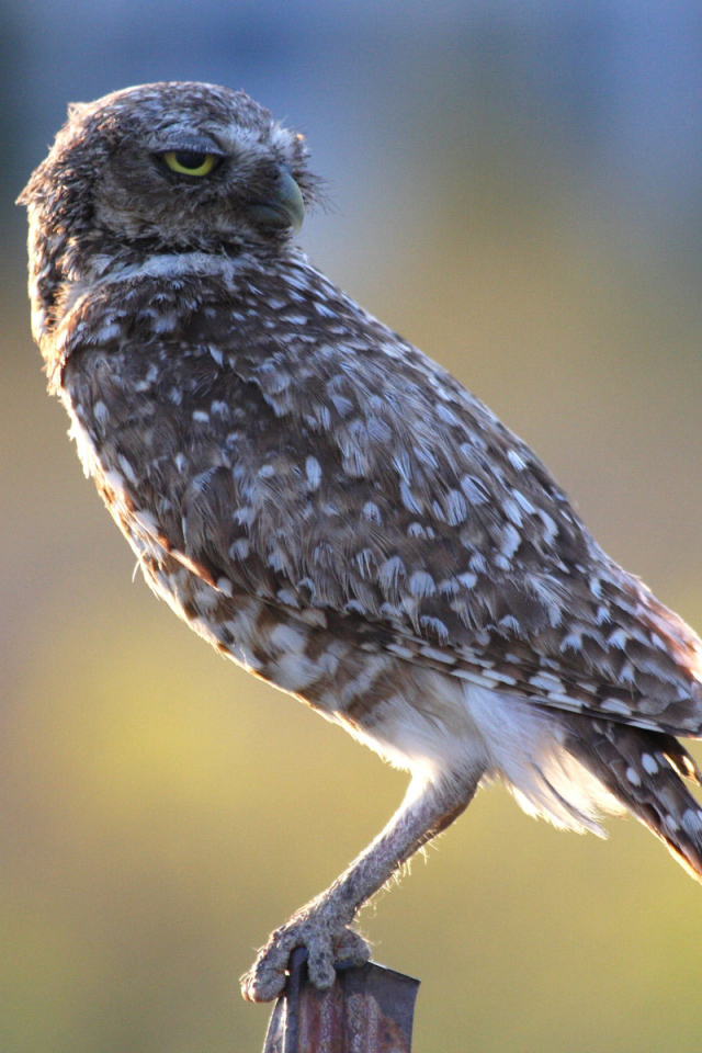 Хищная птица