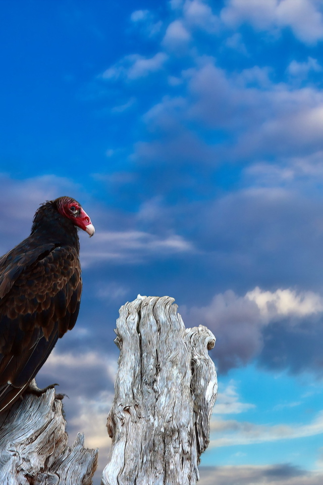 Птица на старом пеньке