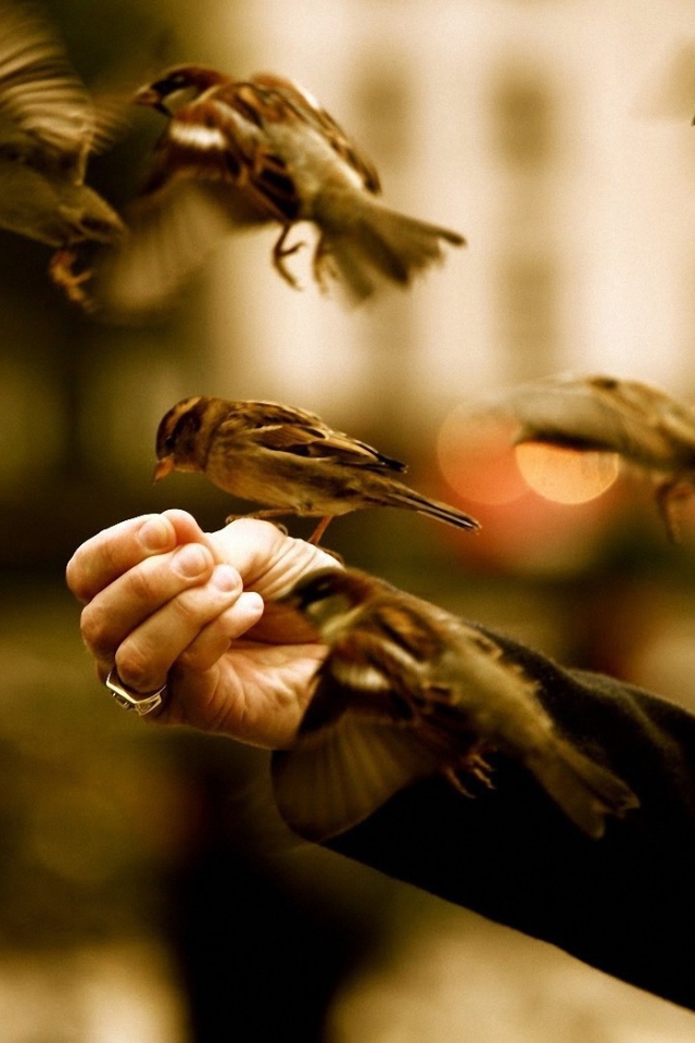 Птицы едят с руки