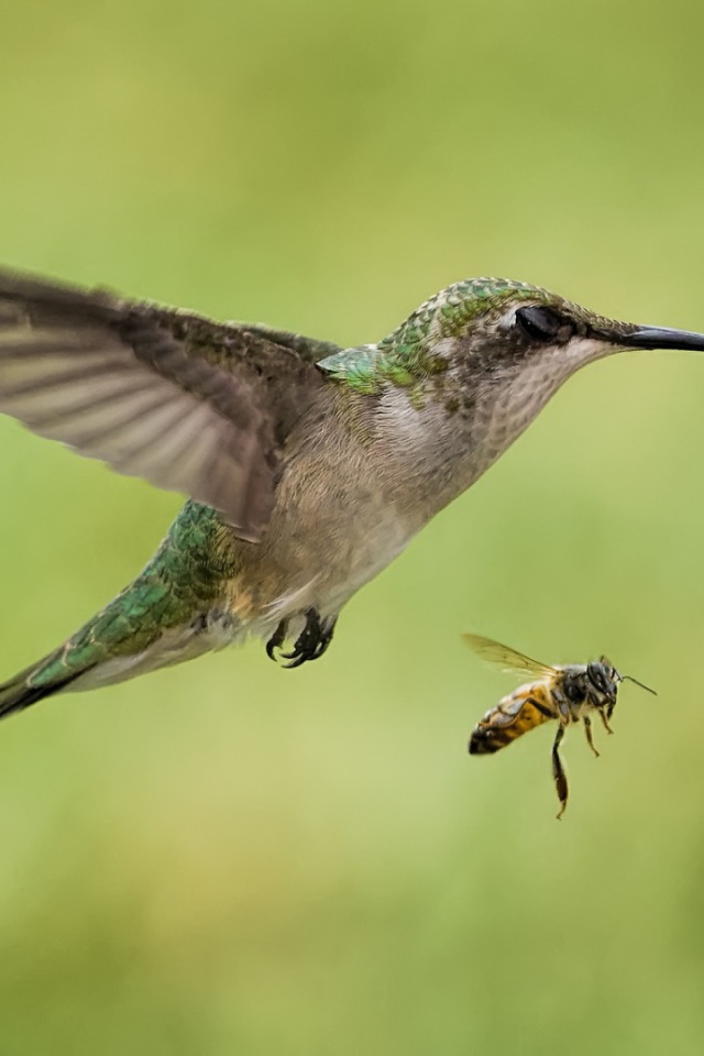 Птички в полёте