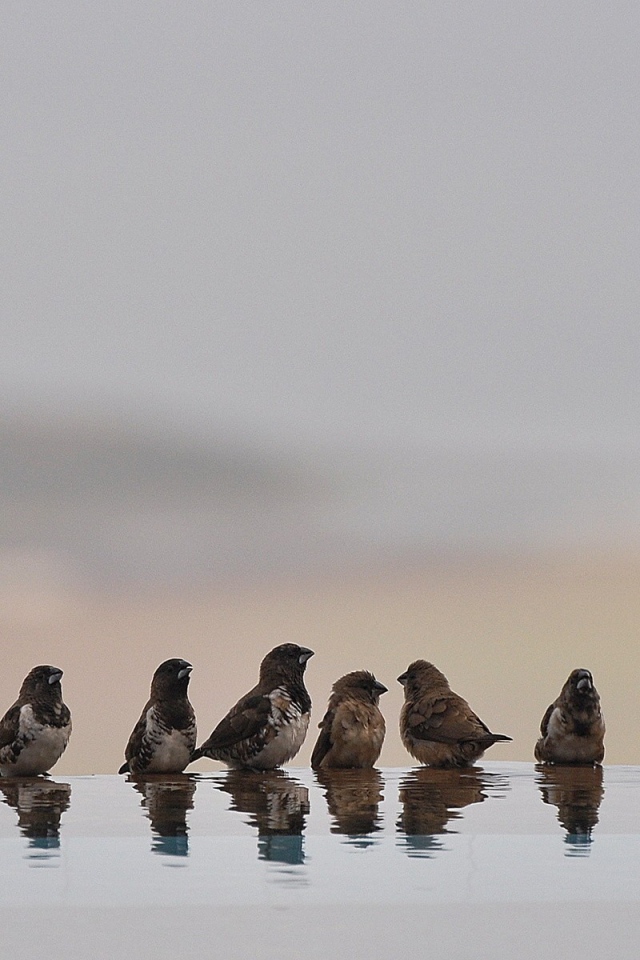 Птицы купаются