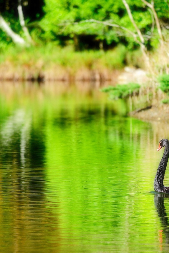 Черный лебедь