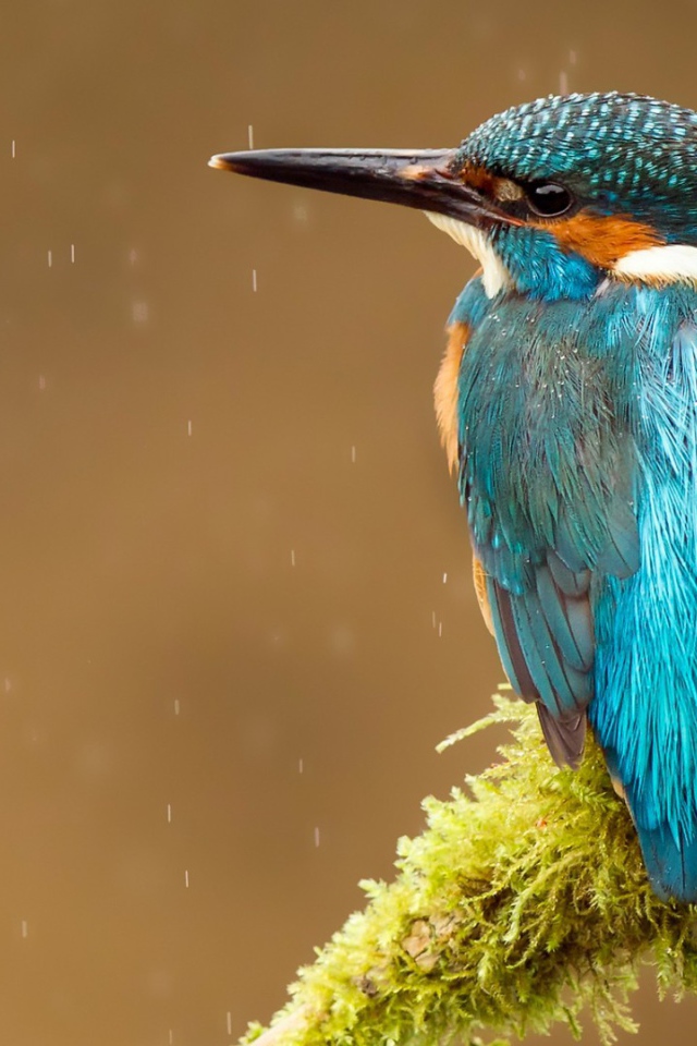 Голубая птичка