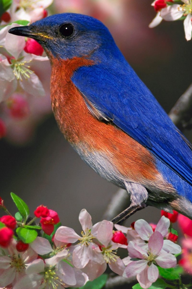 Голубая птичка