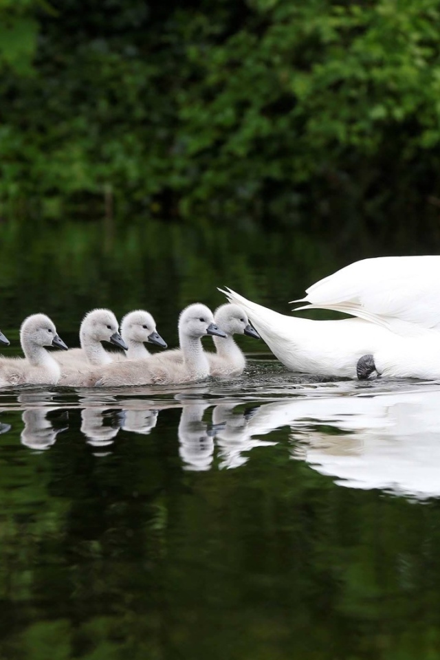 Выводок плывет за мамой