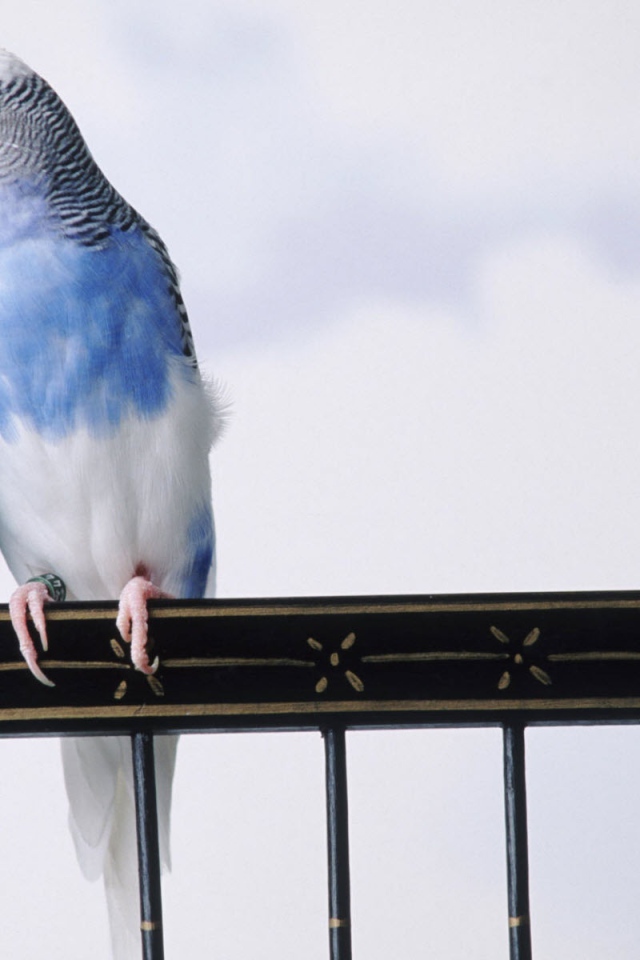 Сварливые попугаи