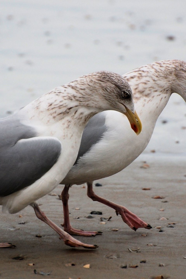 Чайки на пляже