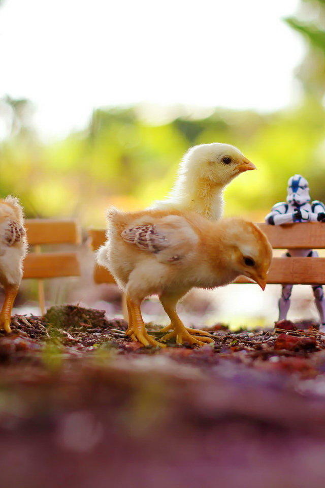 Цыплята на прогулке