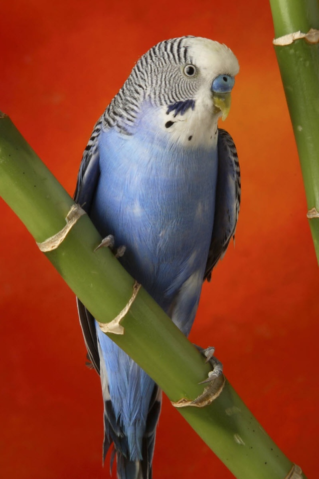 Красочный попугай