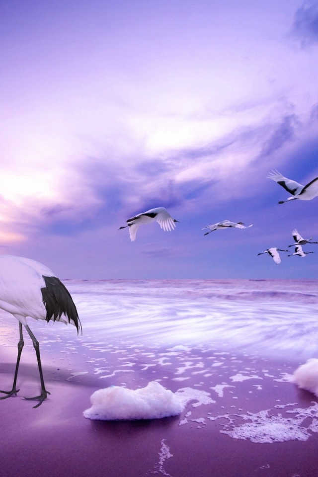 Журавли на пляже