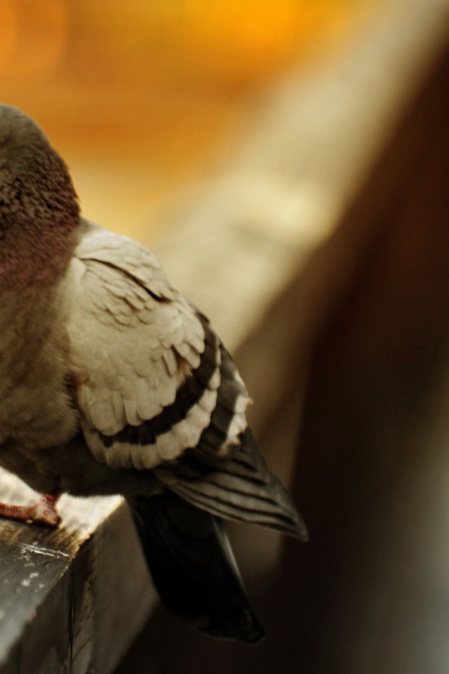 Отчаянная птица