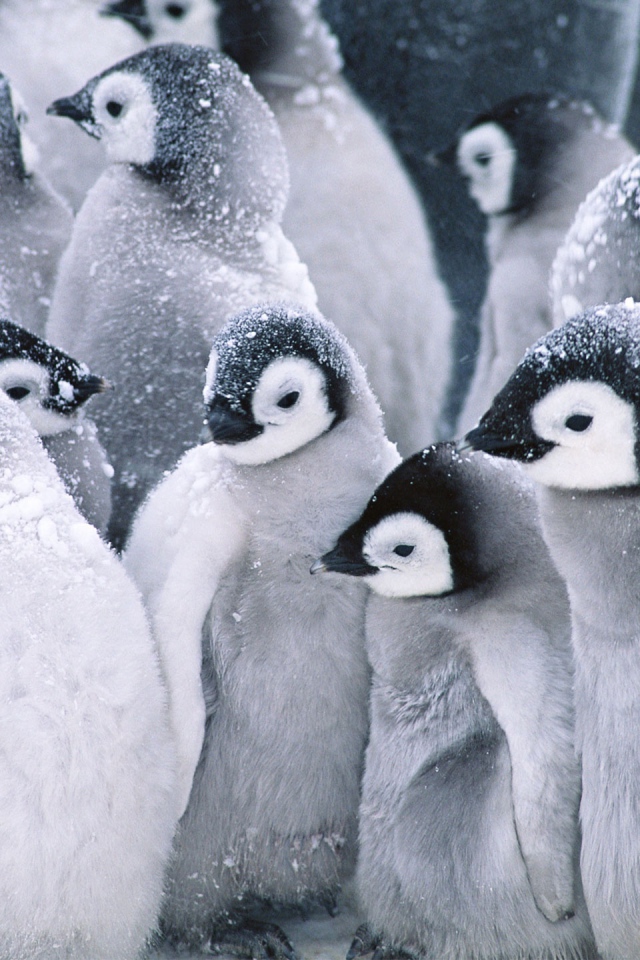 Симпатичные пингвины