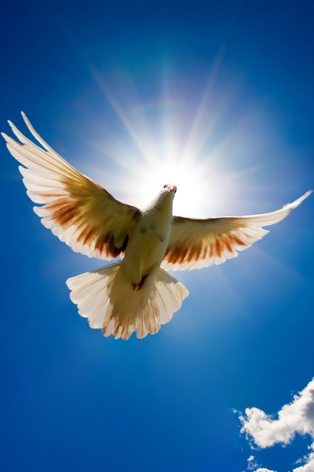 Dove bird from sky