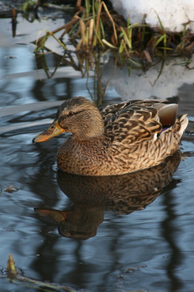 Утка в озере