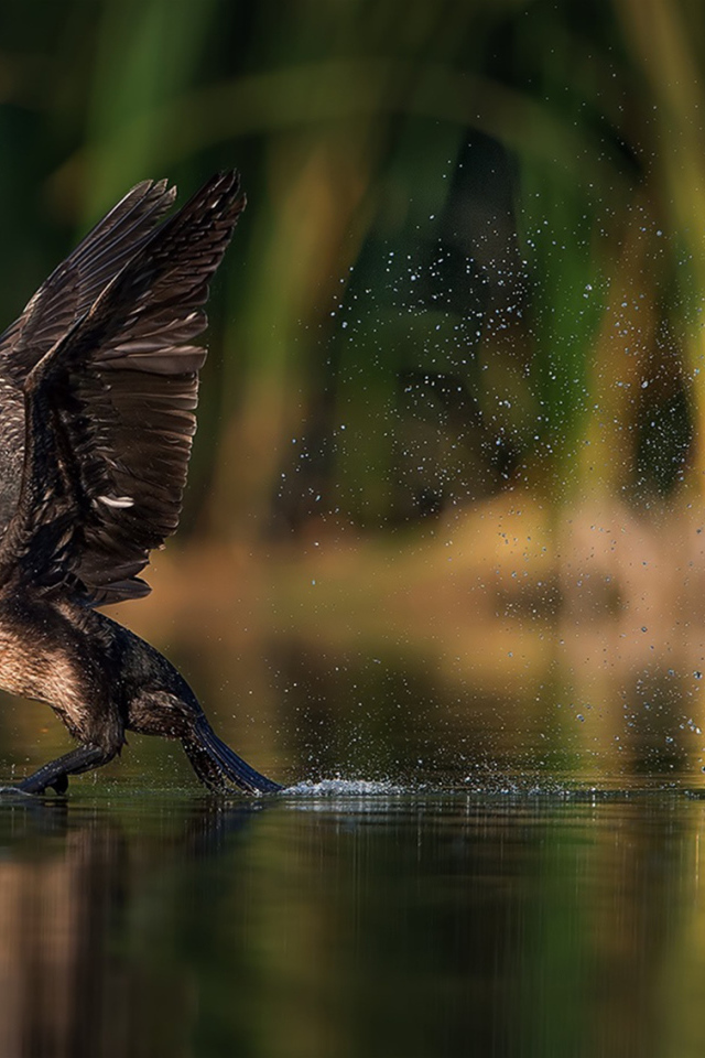 Утка взлетает с воды
