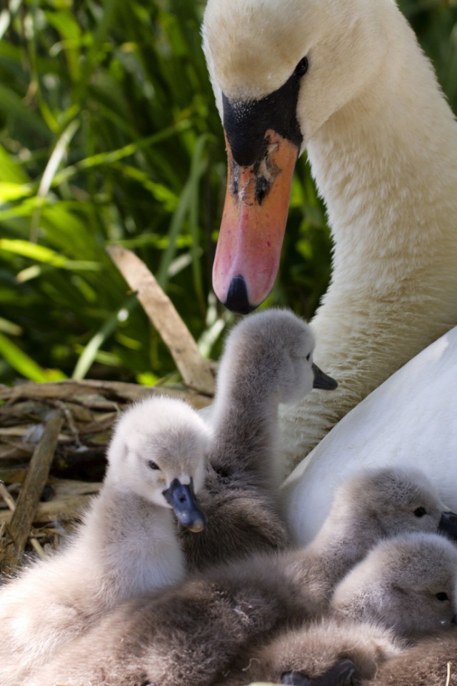 Утка с утятами