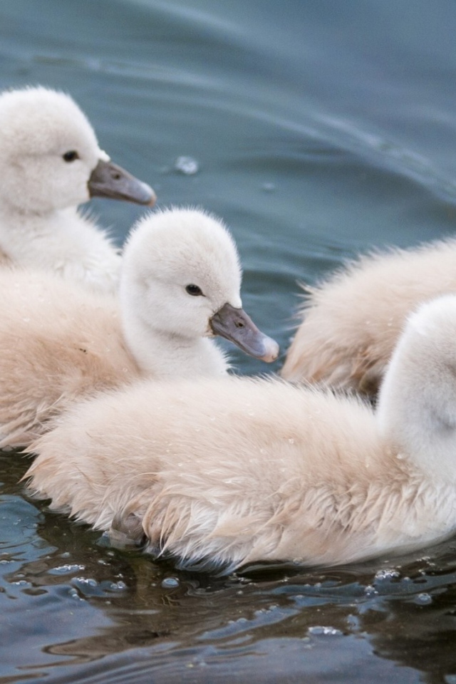 Утята в воде