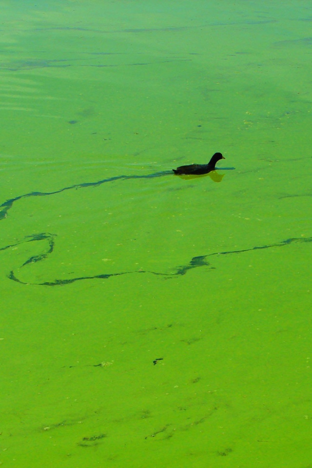 Утки плывут по зеленой тине