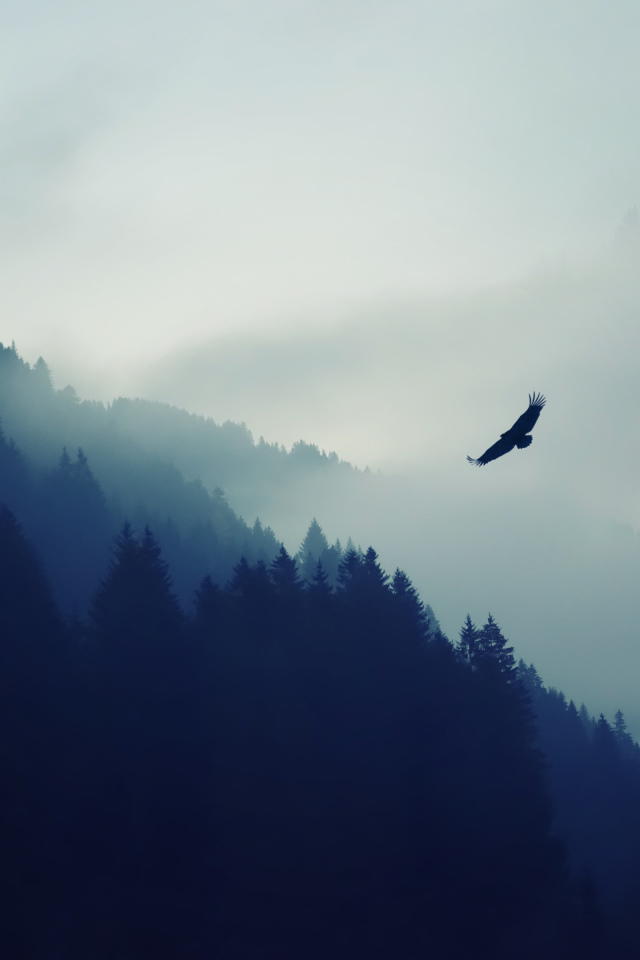 Eagle in the fog on background with mountains