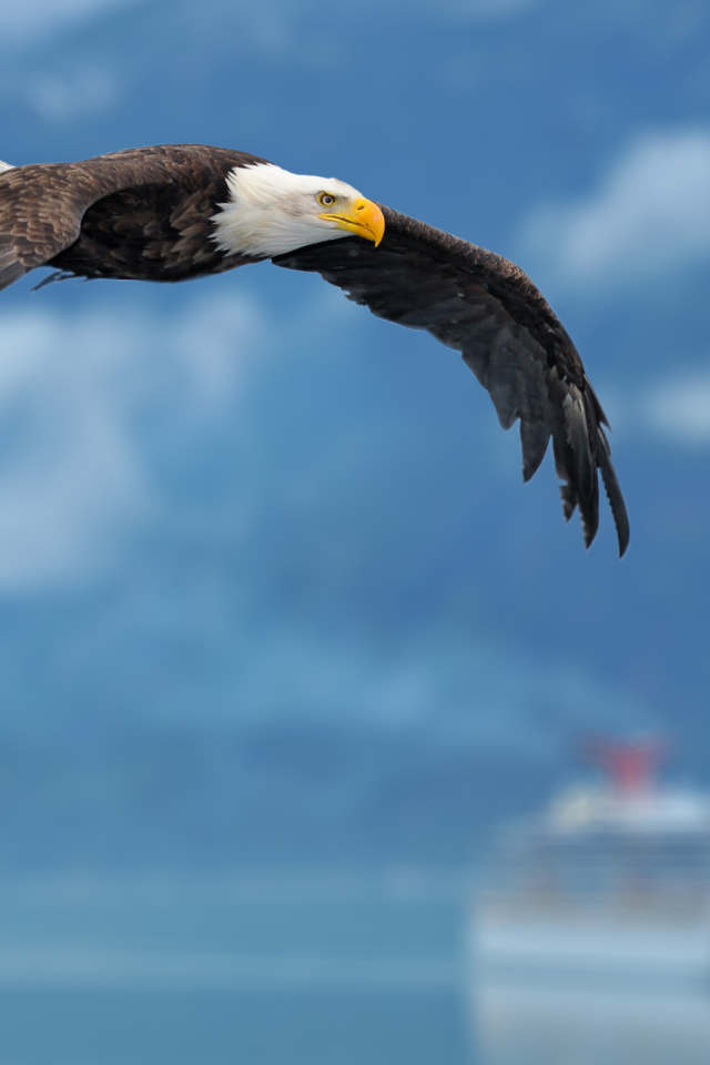 Орел на фоне неба