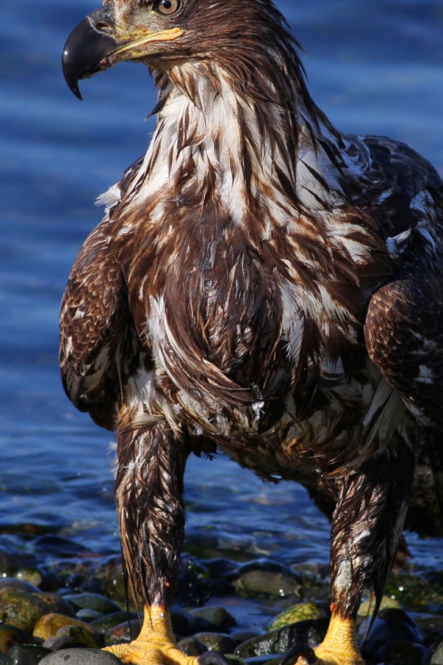 Орел на берегу моря