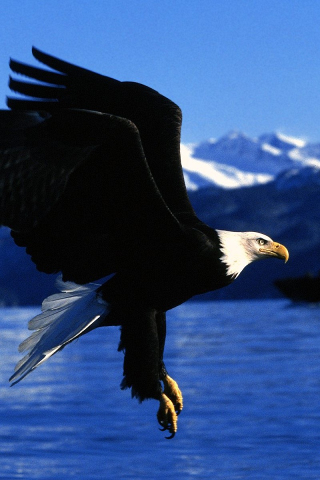Полет орла на Аляске