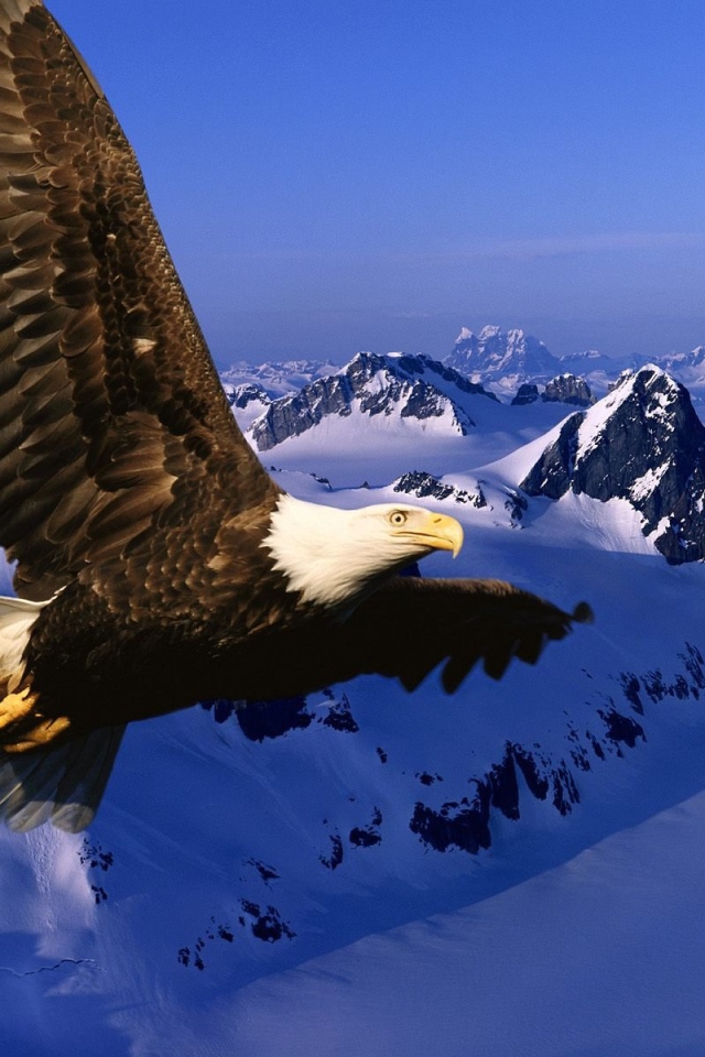 Вечная свобода