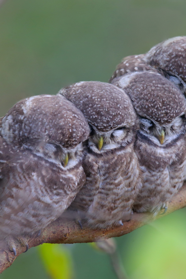Семья сов на ветке