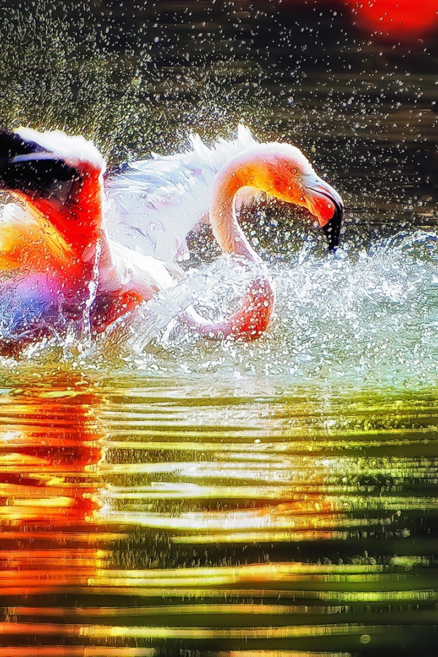 Фламинго играет в воде