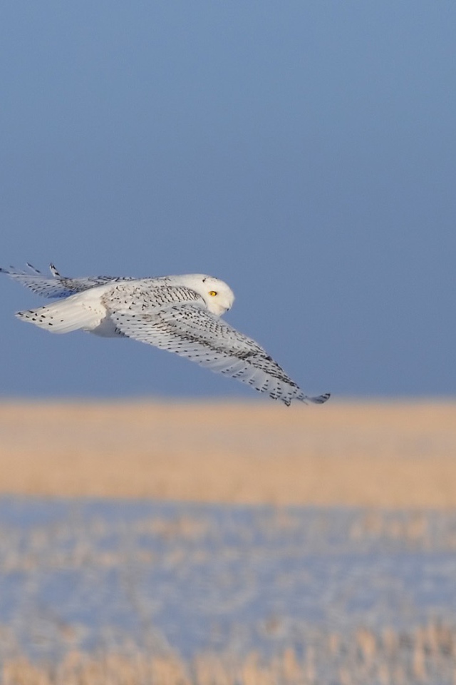Полет полярной совы