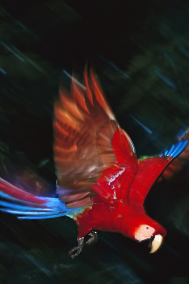 Полет попугая