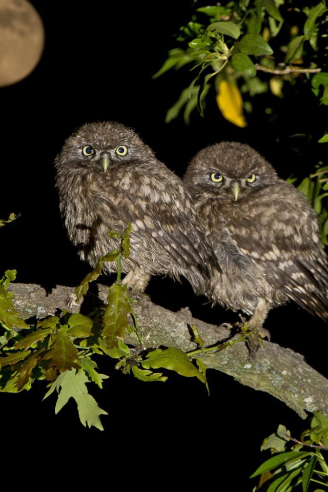 Четыре совы на дереве