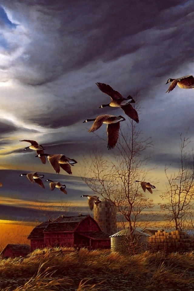 Гуси прилетели на озеро