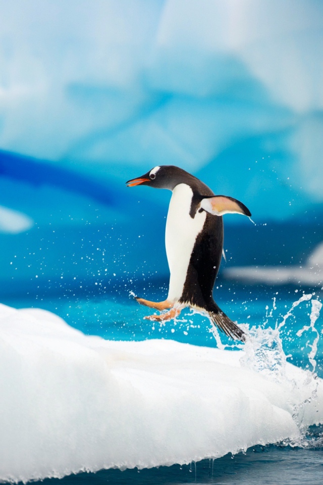Арктические пингвины