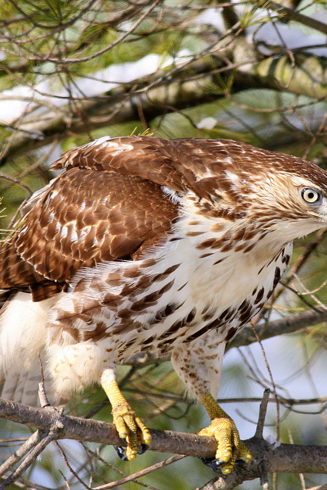 Ястреб на ветке