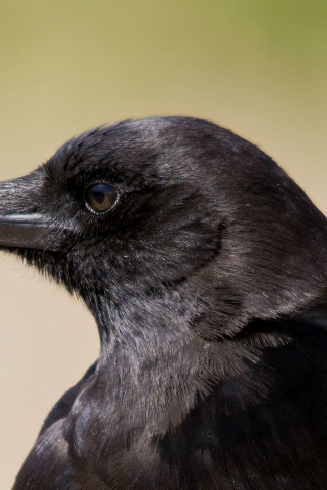 Голова вороны