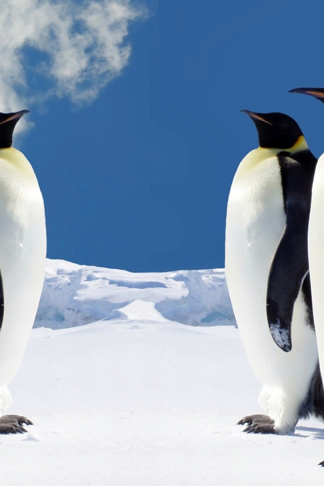 Пингвины