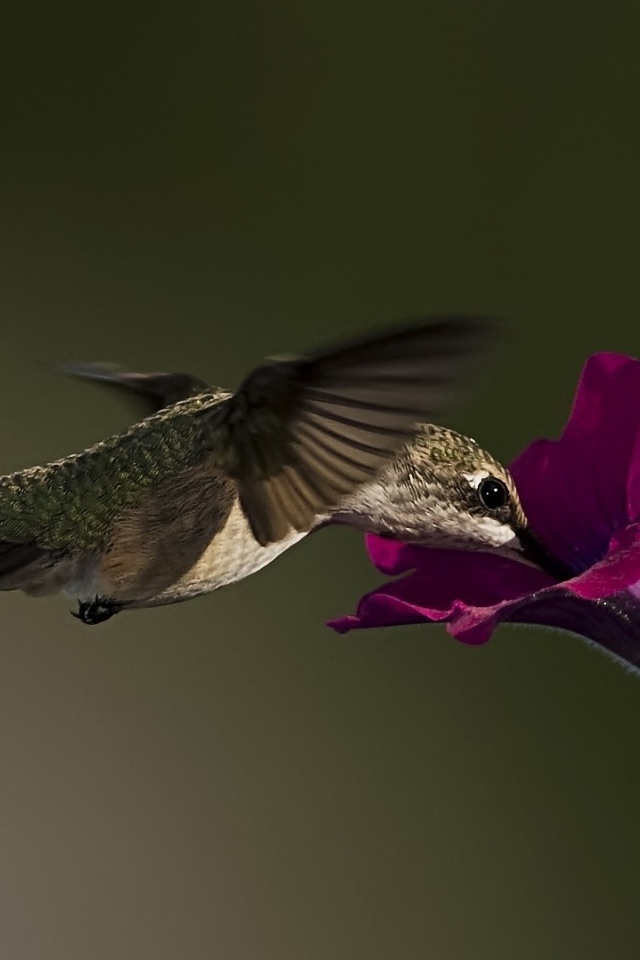 Колибри у цветка