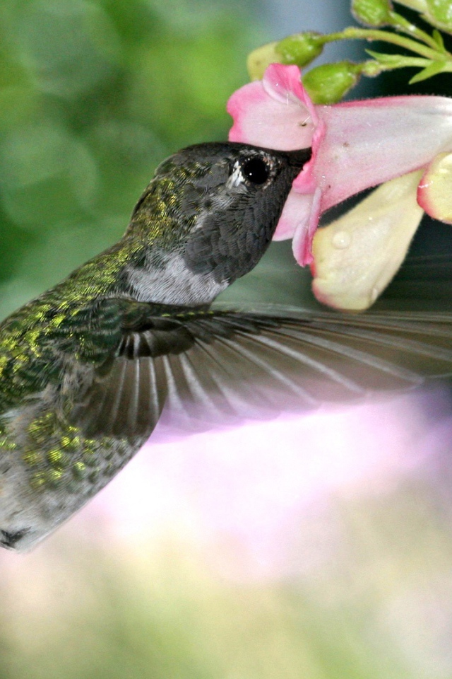 Голодная колибри