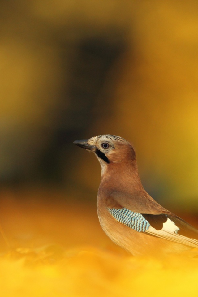 Сойка в осеннем лесу