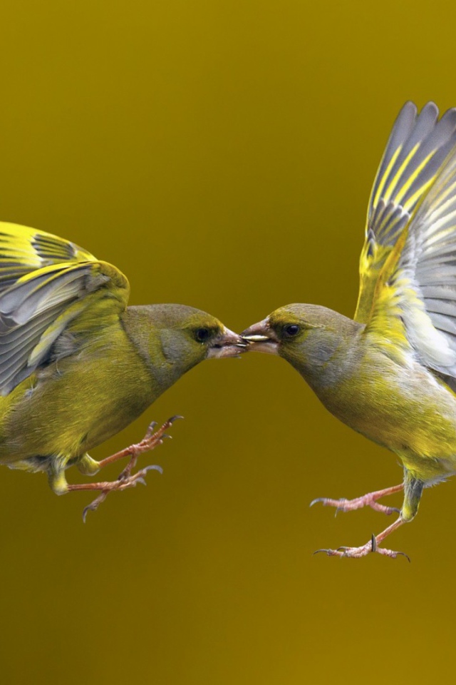 Kissing birds in flight