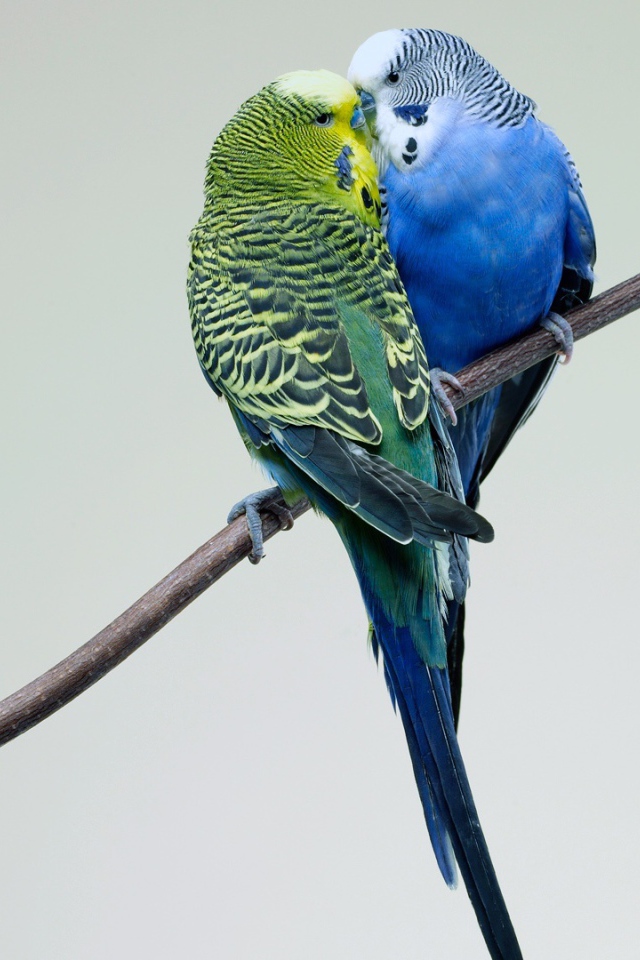 Поцелуй попугаев