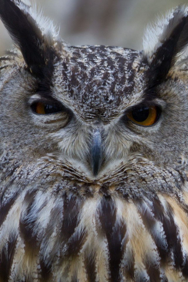 Ушастая сова