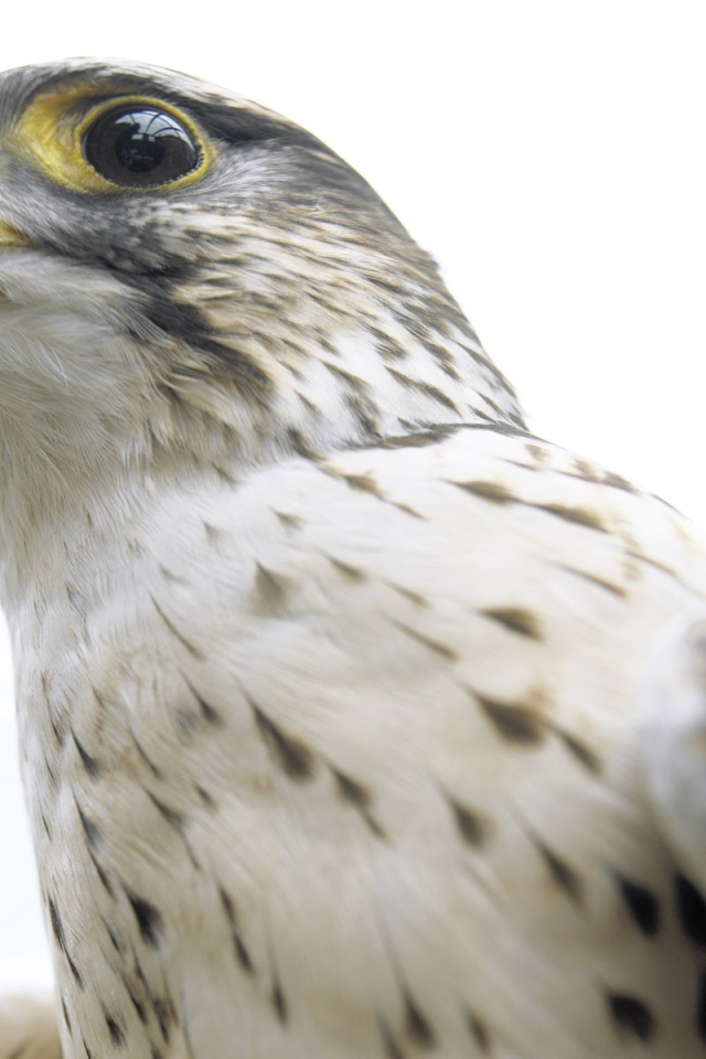 Взгляд ястреба