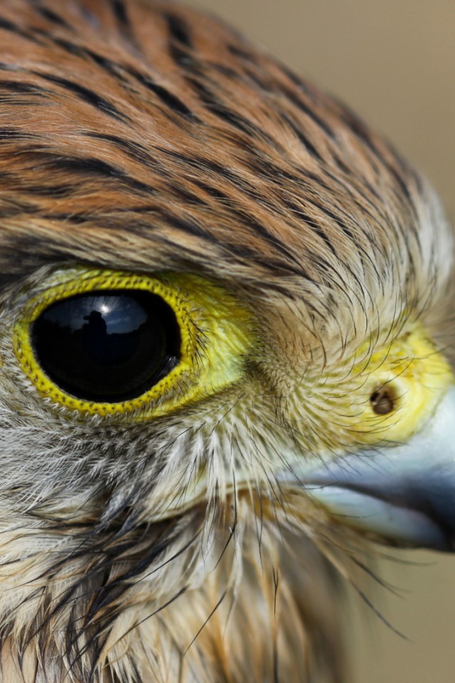 Взгляд пустельги