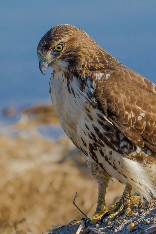 Взгляд хищного ястреба