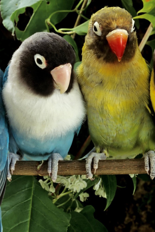 Любящие птички
