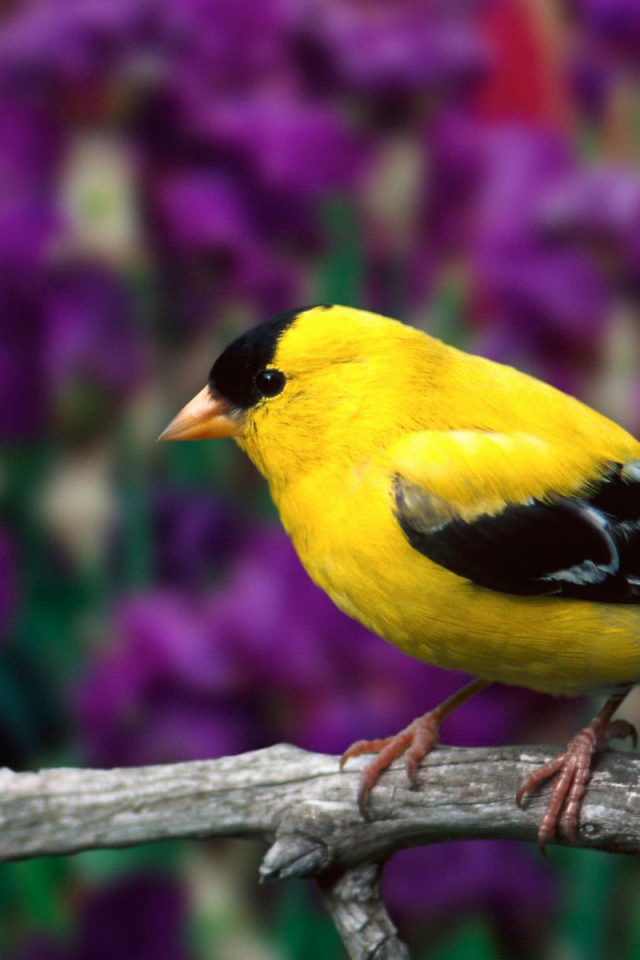 Самец американского щегла