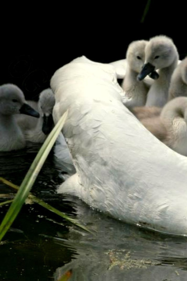 Мама лебедь с детьми