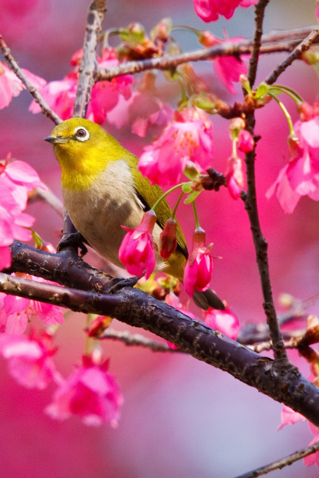 Горная вишневая птичка